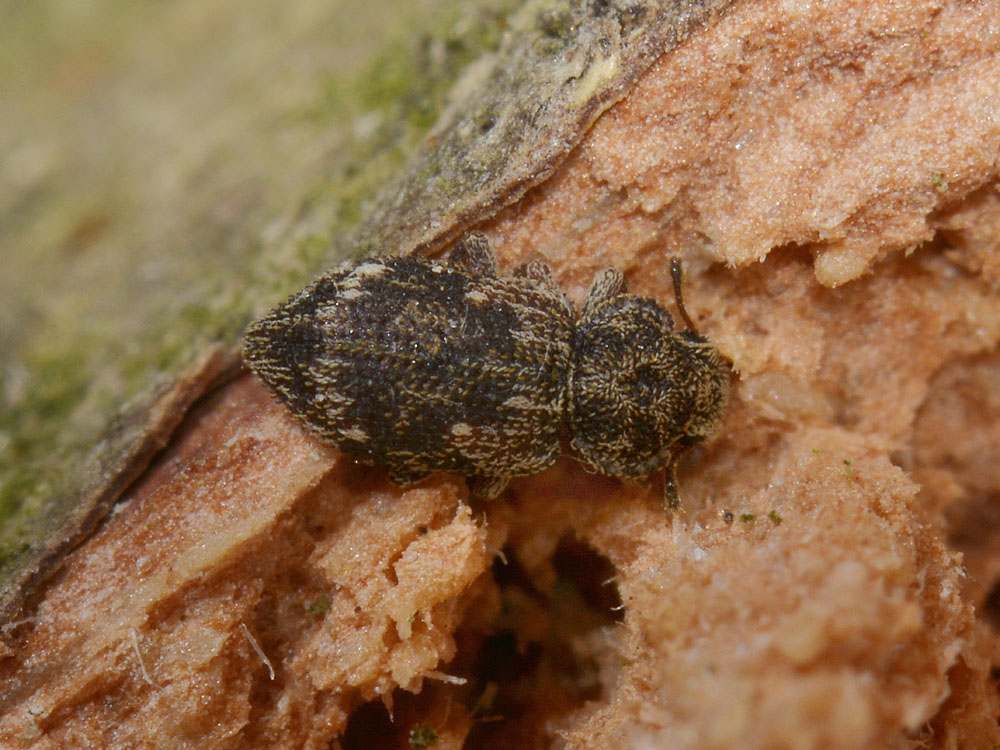 Coxelus pictus - Zopheridae